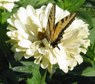 Sponsor the Community Gardens!